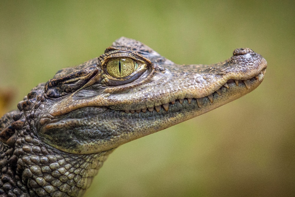 Gator Country