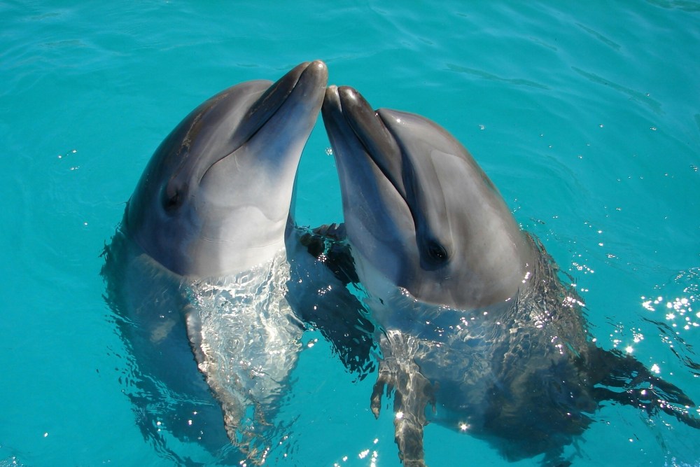 Dolphin Connection