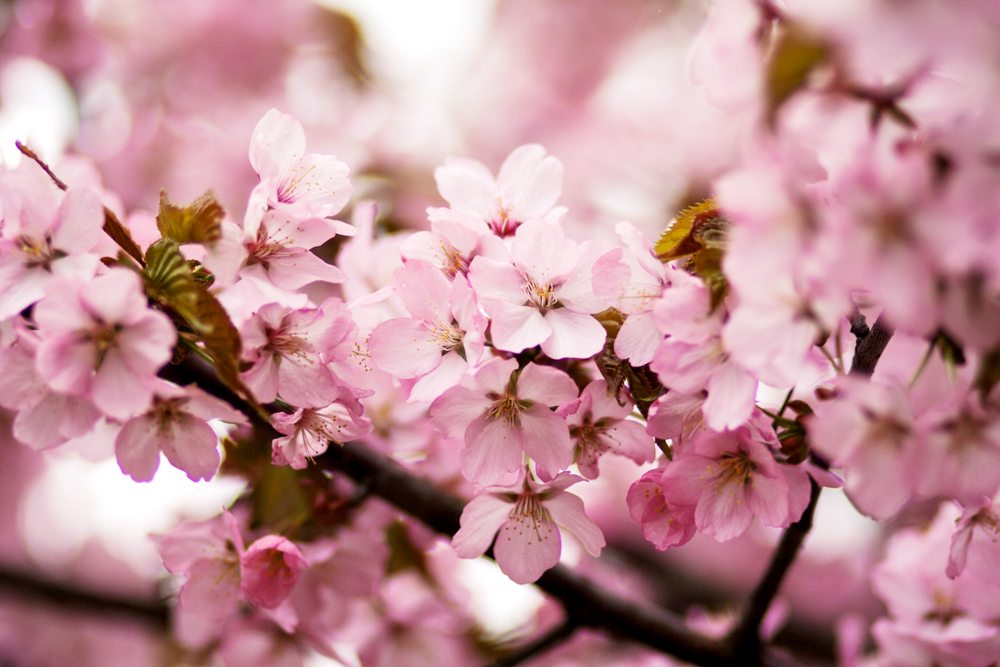 International Cherry Blossom Festival