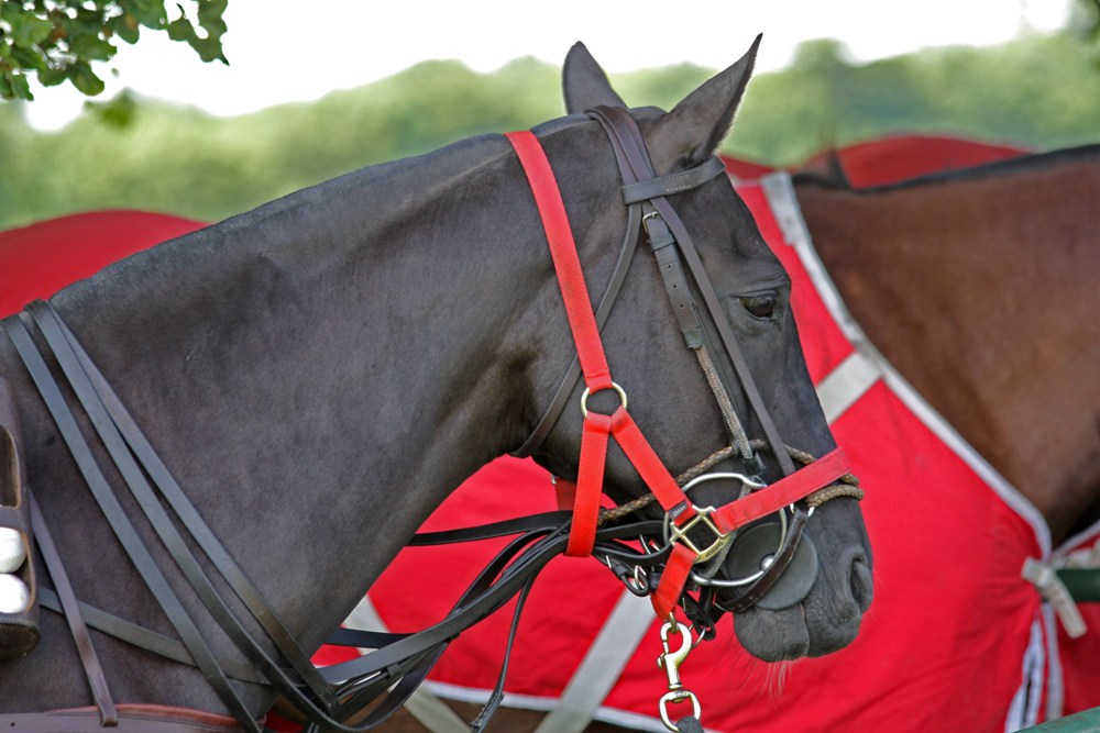 5 Things to Know About Horse Rugs