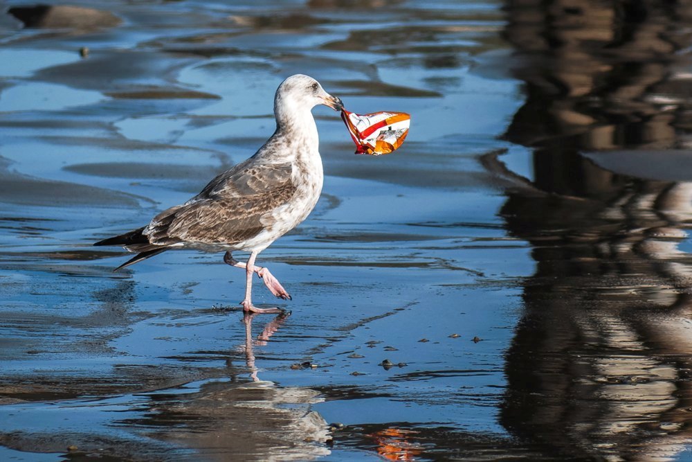 Unveiling the Environmental Toll of Garbage Dumping