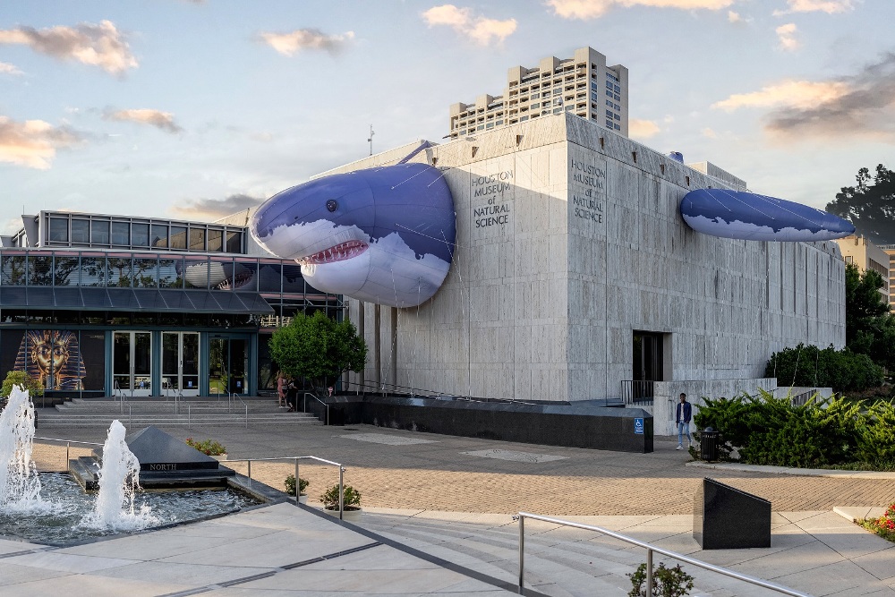 A Fin-Tastic Shark Tale at the Houston Museum of Natural Science